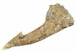 Fossil Sawfish (Onchopristis) Rostral Barb - Morocco #289436-1
